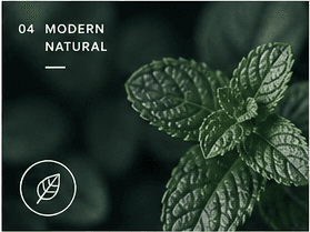 Fresh mint leaves in a dark, natural setting